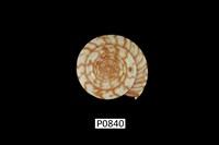 藏品(輻射車輪螺)的圖片